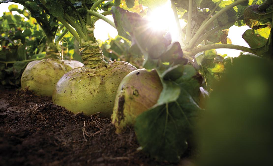 Triumph Swede Product Image